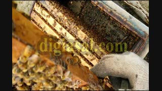 کشف علت جدید کاهش جمعیت زنبورهای عسل