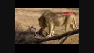 یوزپلنگ مقابل شیر