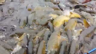 پرورش متراکم ماهی کپور = حداکثر بهره برداری از حداقل امکانات ونتیجه درامد بالا و خدمت به تولید