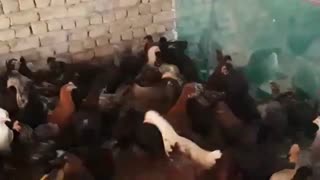 نیمچه تخمگذار گلپایگانی