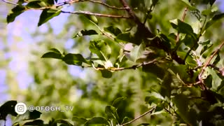 زیبای سهرین || مستند