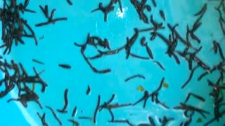 زالو فروشی تهران