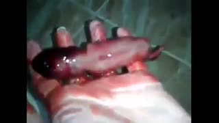 جنین - ویدیو دوم