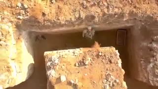 فیلم گام های شیدایی