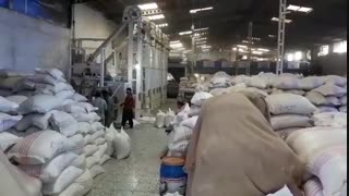 شرکت فروش انواع برنج شکسته هاشمی شمال 09116202822