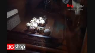 هچ شدن تخم بلدرچین