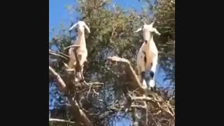 دیگه صخره و کوه واسشون تکراری شده!