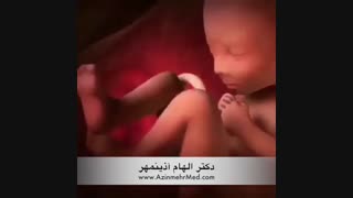 انمیمیشن تکامل جنین