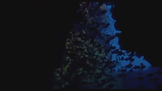 مستند حیات وحش (Enchanted Kingdom) با زیرنویس فارسی