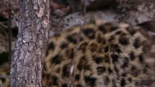 مستند سیارۀ زمین Planet Earth فصل اول قسمت 1 HD