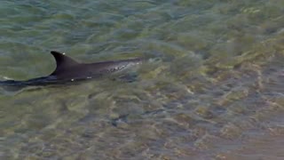 مستند سیارۀ زمین Planet Earth فصل اول قسمت 9  HD