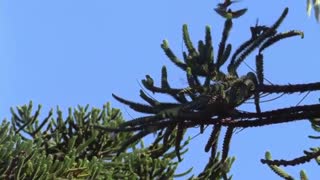 مستند سیارۀ زمین Planet Earth فصل اول قسمت 10  HD