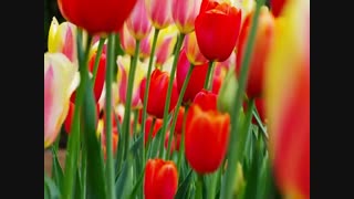 مستند انگلیسی نوروز - آستان قدس | گوینده: احسان بهمنی