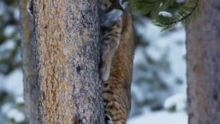 مستند سیارۀ زمین Planet Earth فصل دوم قسمت دوم HD