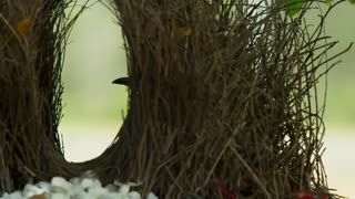 مستند سیارۀ زمین Planet Earth فصل دوم قسمت ششم (آخر) HD