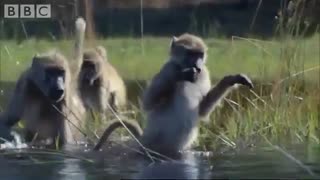 مهاجرت میمون ها از میان رودخانه