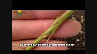 پرورش هلو و شلیل