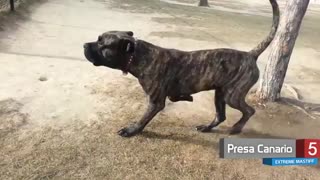 10 تا از بزرگترین سگهای نژاد Mastiff