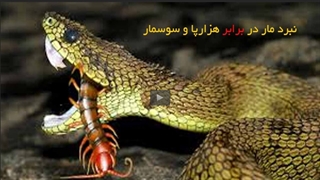 نبرد مار در برابر هزارپا و سوسمار