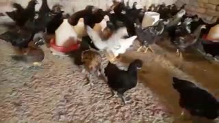 مرغ پنج ماهه