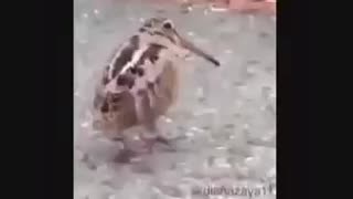 بهترین صداگذاری بود، ترکیدم