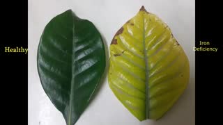 راه های تشخیص کمبود اهن در گیاهان | خرید کود آهن کلات بارافشان