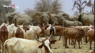 سکانس سیاره انسان ماراتون انسان و فیل ها برای بقا و استفاده از آب چشمه