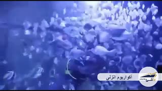 اکواریوم انزلی
