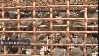 کشف 1800 پرنده قاچاق در اروندرود