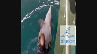 دلفینها-جزیره کیش