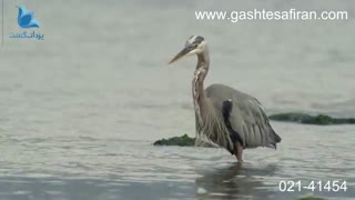 سفری به بریتیش کلمبیا