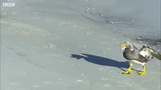 شکارچیان بچه پنگوئن ها در اولین روز شنا