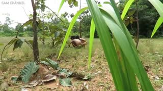 نجات خانواده سگ از مارپیتون