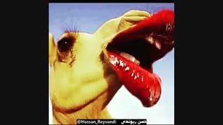 عشوه گری با پروتز