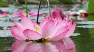 نیلوفر: سروده استاد حسن اسدی "شبدیز با صدا ی حمزه گودینی