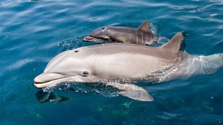 تصاویری زیبا از بچه دلفین ها