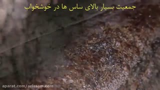 پرسه زدن هزاران ساس داخل تشک!!!