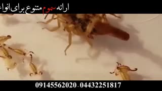 ویدئویی بسیار جالب از لحظه زایمان عقرب