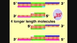 PCR آزمایشگاه پاستور اهواز