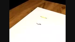 دانشکده آزمایشگاه پاستور اهواز- westerblooting- 1