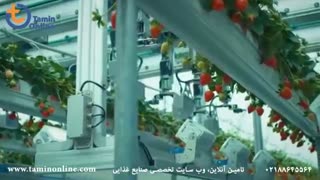 ربات برداشت توت فرنگی از مزرعه و گلخانه