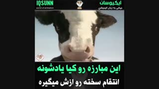مبارزه گاو با انسان جررررر خوردم