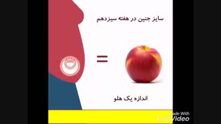 رشد جنین در شکم مادر