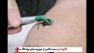 حیرت انگیزترین مورچه های دنیا!!