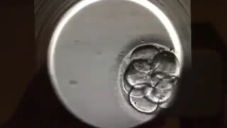تشکیل جنین