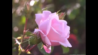 ترانه واقعا شاهکار(The rose) بسیار زیبا از conway twitty