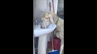 آب خوردن گوسفند