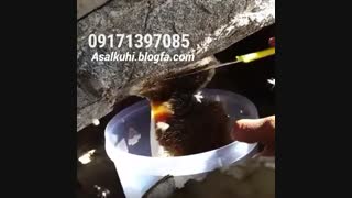 عسل وحشی کوهستان