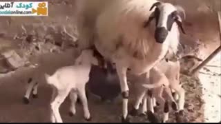 آهنگ کودکانه پیرمرد مهربون مزرعه داره!!