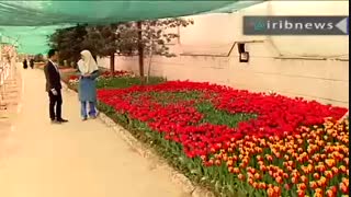 200 هزار لاله هلندی مهمان بهار 1397 یکی از خیابان های تهران ( اخبار سراسری)